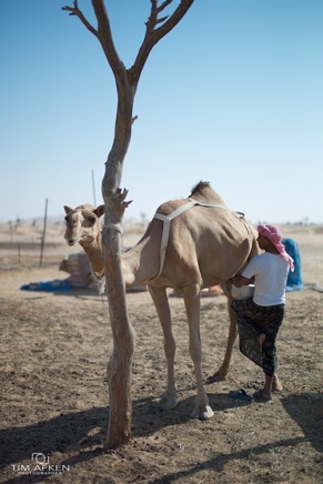 Camel Nomaden des Empty Quarter 22-11-2014 No 6.jpg
