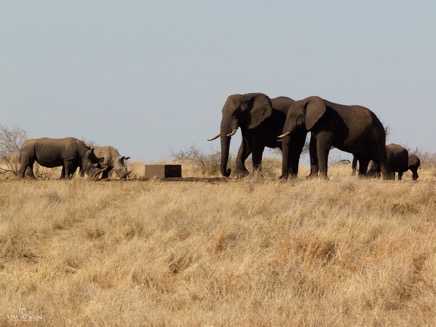 Kruger Nationalpark Sep 2011 No 123.jpg