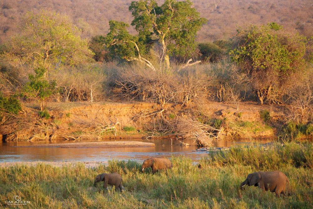 Kruger Nationalpark Sep 2011 No 138.jpg