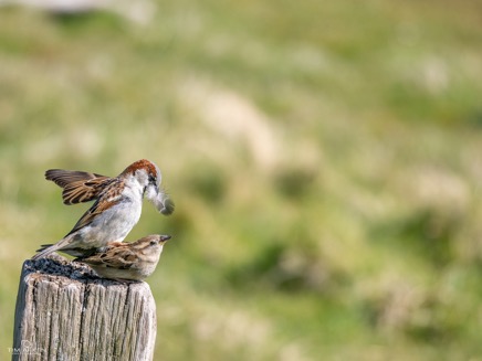 Wildlife-55.jpg