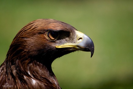 Der Steinadler als Jäger 10-06-12 No 3.jpg