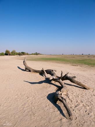 Chobe National Park Game Drive 07-09-11 No 41.jpg