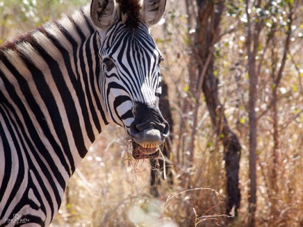 Kruger Nationalpark Sep 2011 No 3.jpg