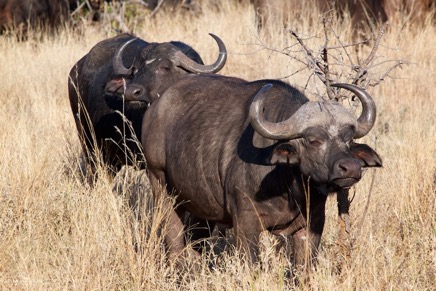 Kruger Nationalpark Sep 2011 No 25.jpg