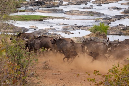 Kruger Nationalpark Sep 2011 No 198.jpg