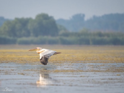 Wildlife-25.jpg