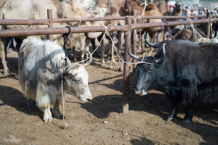 China_Kashgar-Animal-Market342016.jpg