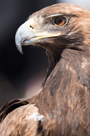 Mongolei_Altai-Steinadler_002_01-05-2016.jpg