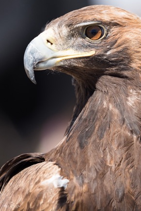 Mongolei_Altai-Steinadler_002_01-05-2016.jpg